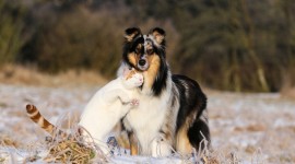 Cat And Dog Friendship Wallpaper