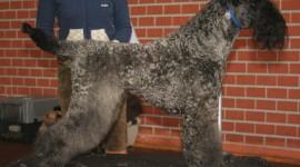 Dog Kerry Blue Terrier Photo Free#2
