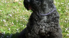 Dog Kerry Blue Terrier Wallpaper For Android