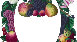 Fruit Frame Wallpaper For IPhone Free