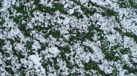 Grass In The Snow Photo