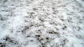 Grass In The Snow Photo Free