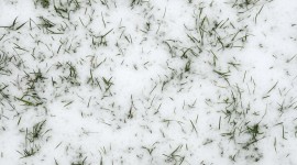 Grass In The Snow Photo#1