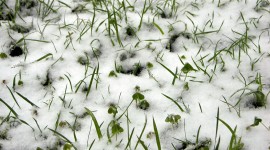 Grass In The Snow Wallpaper Full HD
