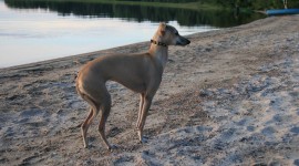 Italian Greyhound Photo Download