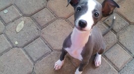 Italian Greyhound Wallpaper For Android#2