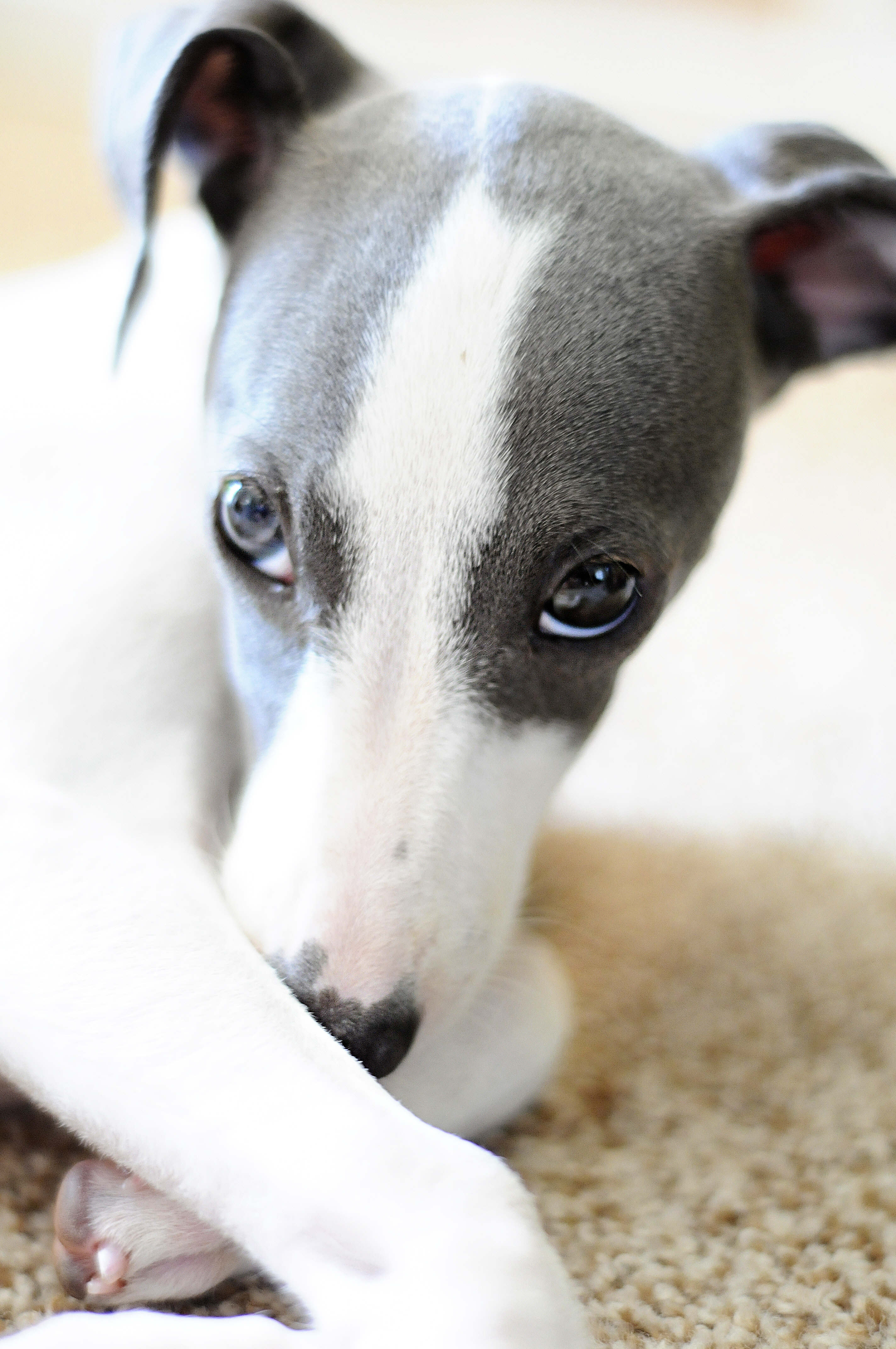 12 Harmful Things You May Be Doing to Your Italian Greyhound Without ...