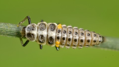 Larvae wallpapers high quality