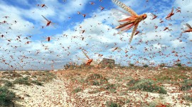 Locusts Wallpaper