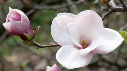 Magnolia wallpapers high quality