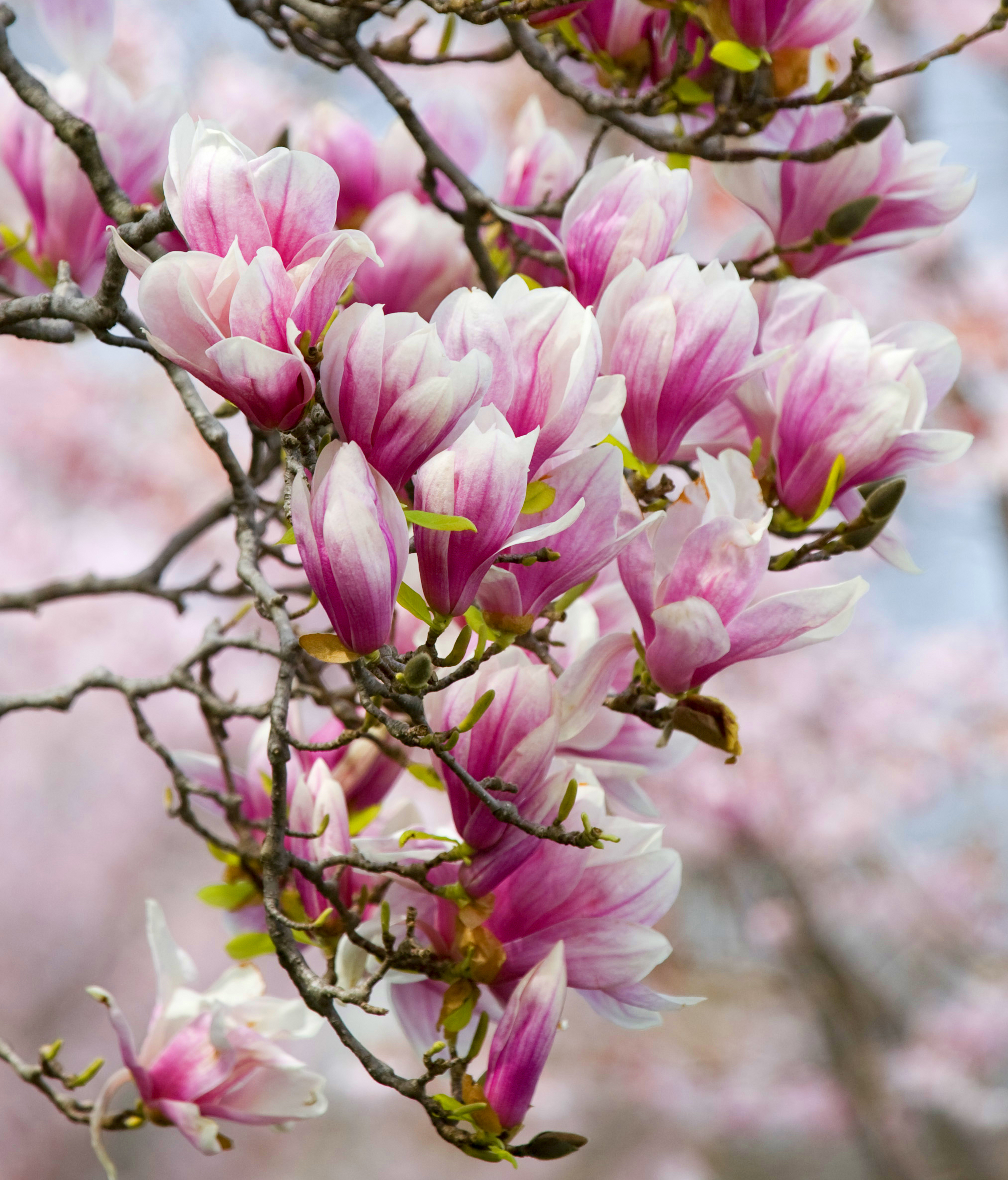Magnolia Wallpapers High Quality Download Free