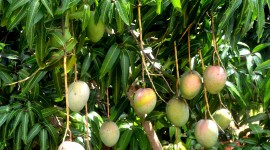 Mango Tree Wallpaper For IPhone 6