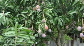 Mango Tree Wallpaper For IPhone 7