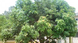 Mango Tree Wallpaper HQ