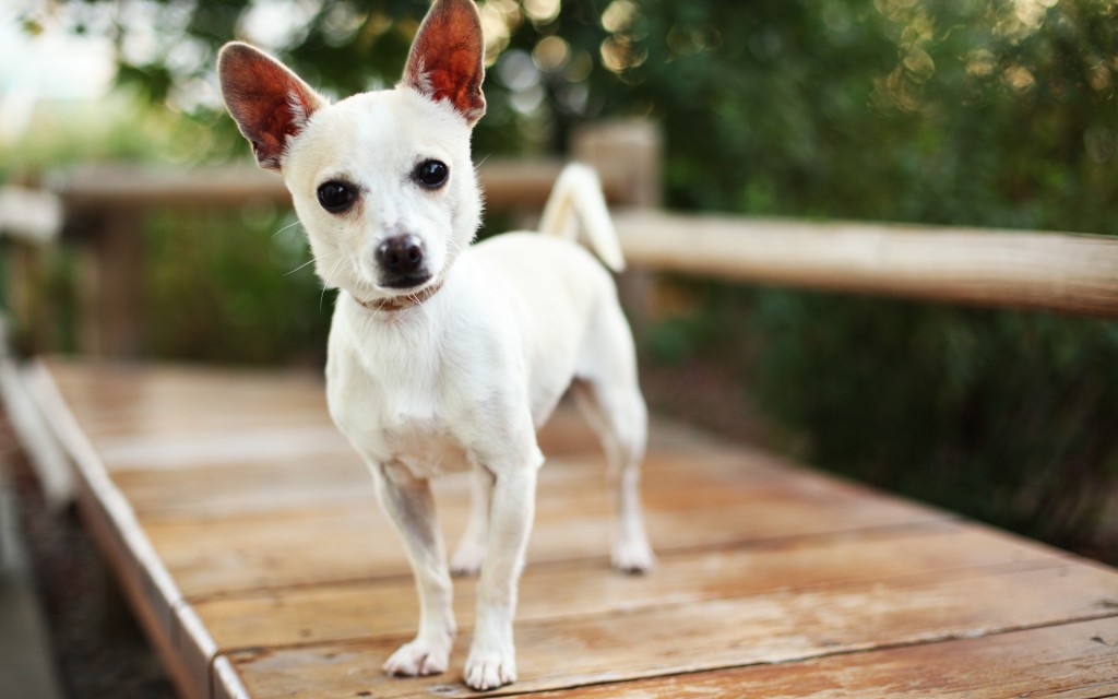 The Smallest Dog wallpapers HD