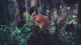 4K Forest Photo Download