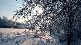 4K Forest Photo Download#1