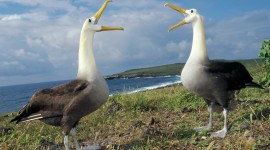 Albatross Desktop Wallpaper For PC