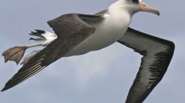 Albatross Desktop Wallpaper#1