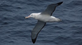Albatross Photo