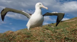 Albatross Wallpaper 1080p