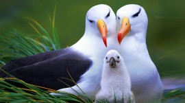 Albatross Wallpaper For Desktop