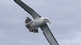 Albatross Wallpaper For IPhone