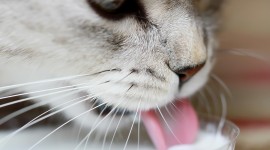 Cat Drinks Milk Desktop Wallpaper Free