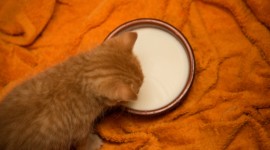 Cat Drinks Milk Wallpaper