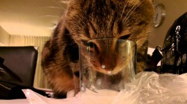 Cat Drinks Milk Wallpaper Background