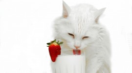 Cat Drinks Milk Wallpaper HD