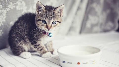 Cat Drinks Milk wallpapers high quality