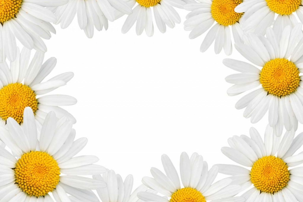 Chamomile Frame wallpapers HD