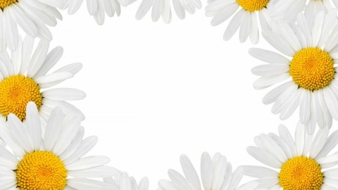 Chamomile Frame wallpapers high quality