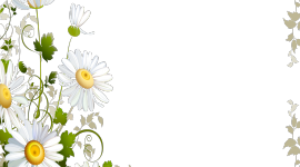 Chamomile Frame Wallpaper For IPhone