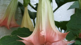 Datura Wallpaper For Android