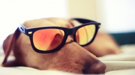 Dog With Glasses Best Wallpaper