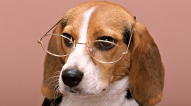 Dog With Glasses Desktop Wallpaper
