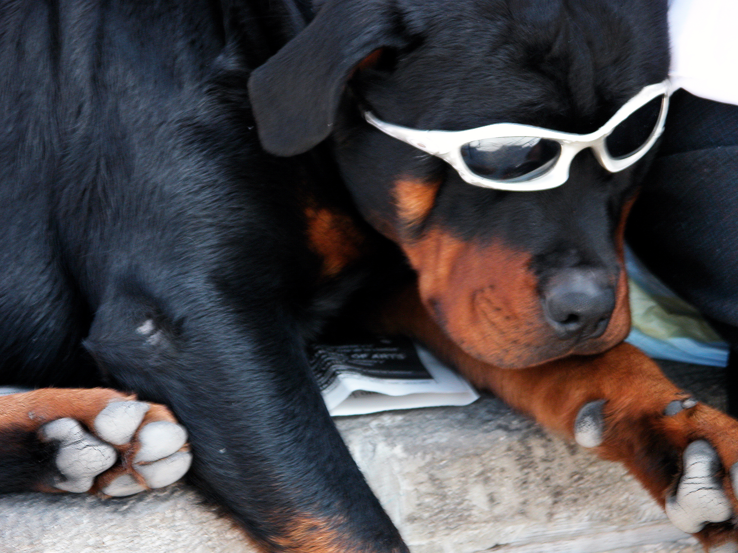 Dog With Glasses Wallpapers High Quality | Download Free