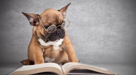 Dog With Glasses Wallpaper Download