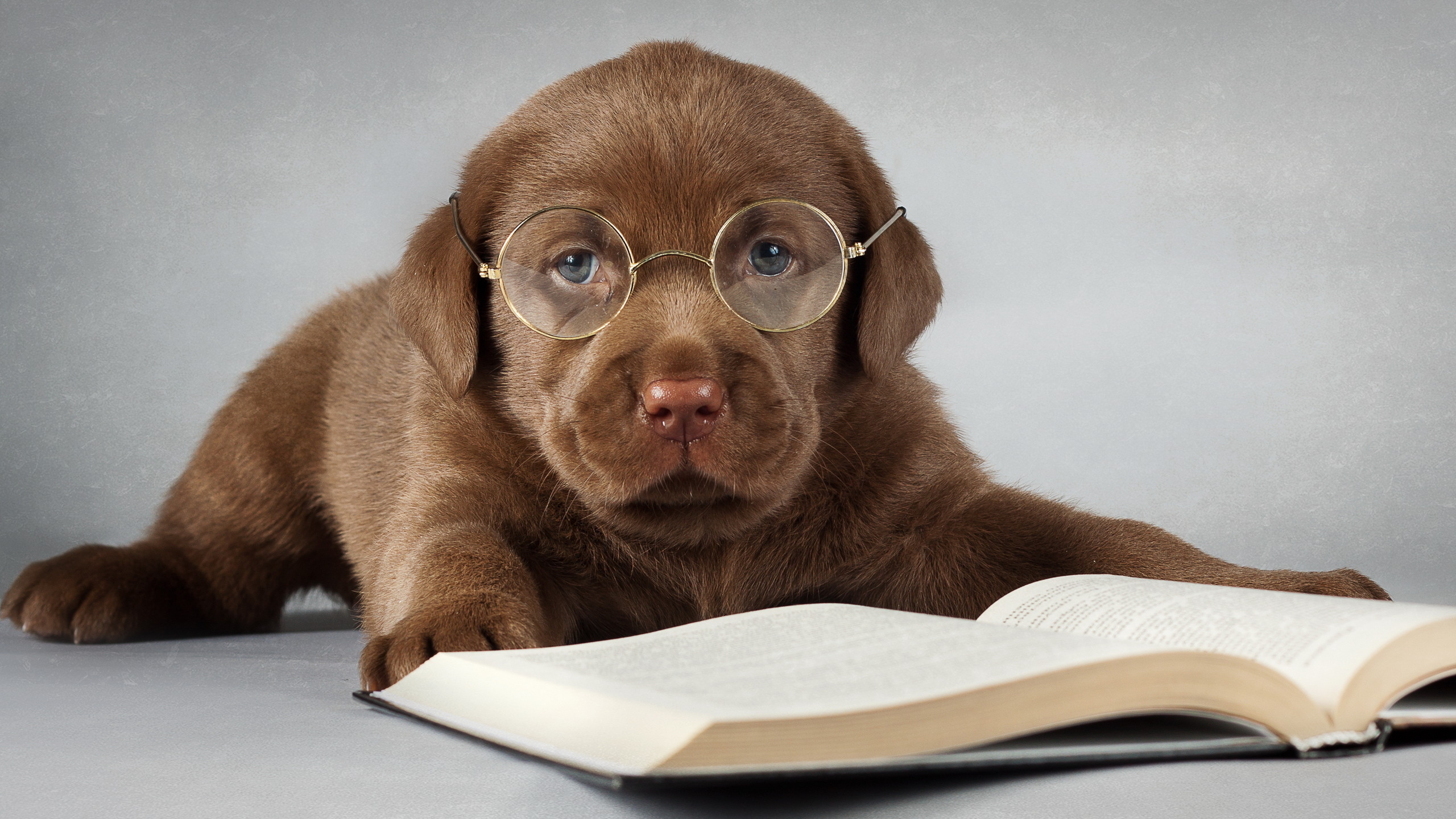 Dog With Glasses Wallpapers High Quality | Download Free