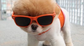 Dog With Glasses Wallpaper For IPhone Free
