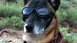 Dog With Glasses Wallpaper For PC
