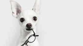 Dog With Glasses Wallpaper Gallery