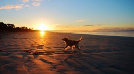 Dogs On Beach Best Wallpaper