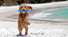 Dogs On Beach Desktop Wallpaper