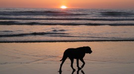 Dogs On Beach Photo
