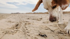 Dogs On Beach Photo Download