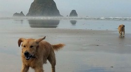 Dogs On Beach Photo#1