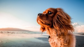 Dogs On Beach Wallpaper Download